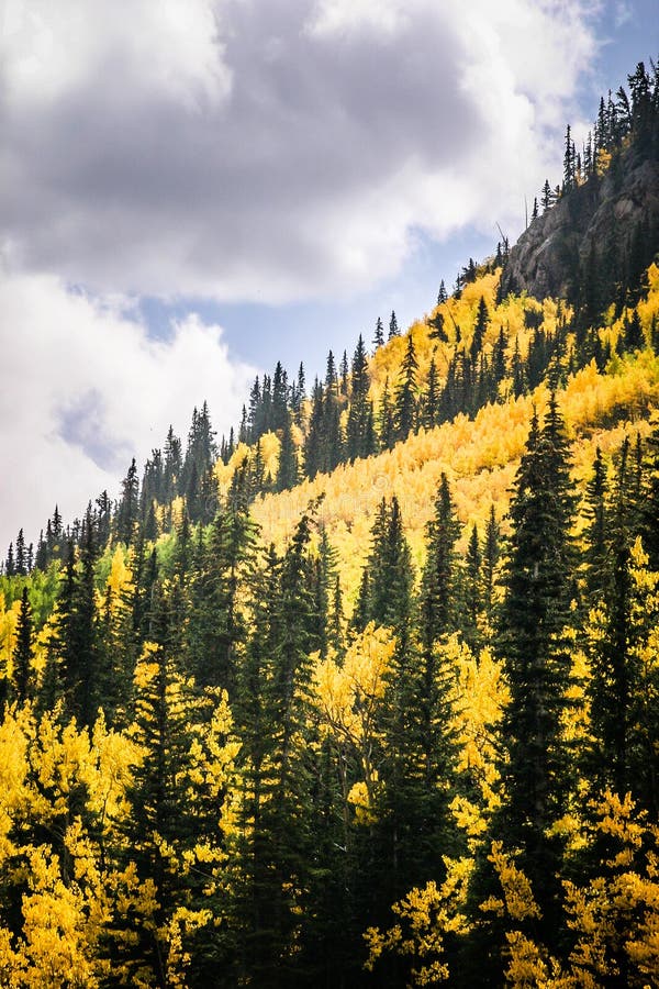 Vertical image of evergreens growing among yellow aspens with a cloudy sky. Vertical image of evergreens growing among yellow aspens with a cloudy sky