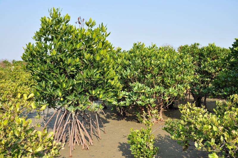 Mangrove forest in Leizhou Peninsula, Guangdong province, China. Mangrove forest in Leizhou Peninsula, Guangdong province, China.