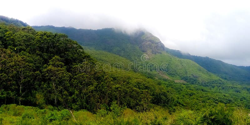 Лес холма верхний в Ooty, Индии южной Индии, зеленых холмах стоковая фотография Лес холма верхний в Ooty, Индии южной Индии, зеленых холмах стоковая фотография