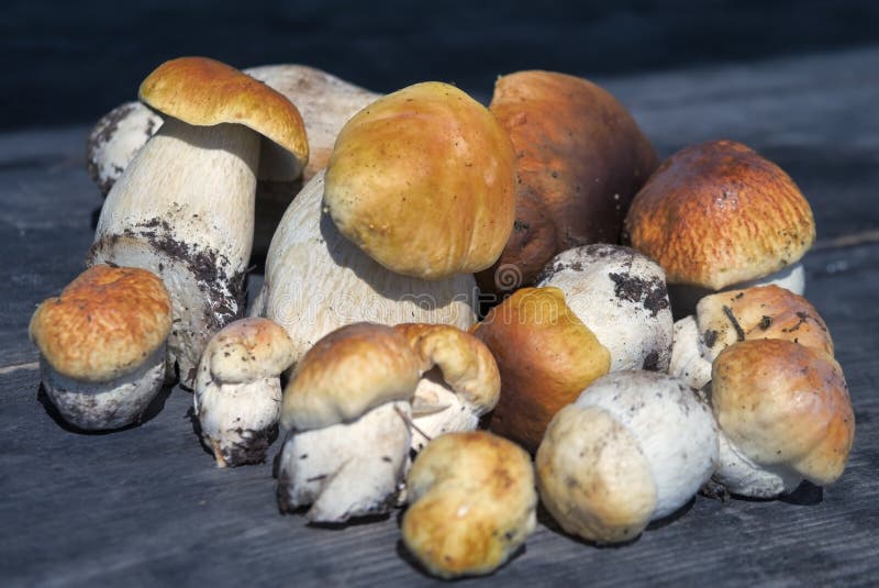 лесные грибы. свежевыборный болет на деревянном фоне. ceps boletus edulis над деревянным задним столом стоковые изображения rf