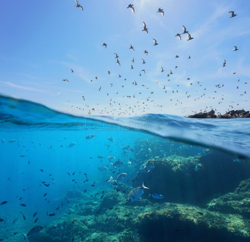 Летание морской птицы и мелководье моря рыб подводного стоковые изображения Летание морской птицы и мелководье моря рыб подводного стоковые изображения