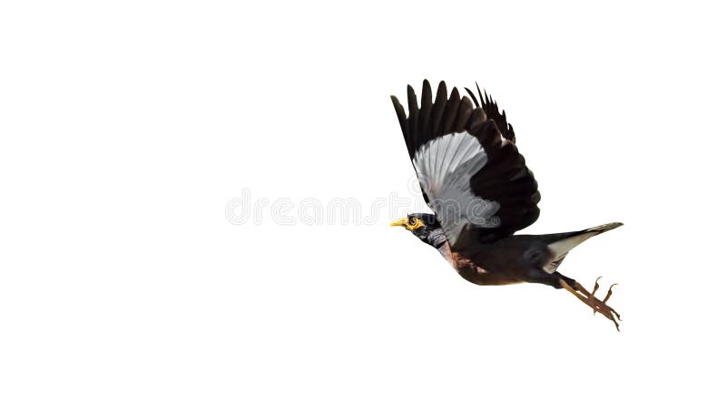 Летание птицы Mynah в воздухе изолированном на белой предпосылке, Clipp стоковая фотография rf