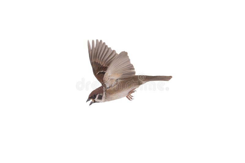 flying sparrow isolated on a white background. flying sparrow isolated on a white background