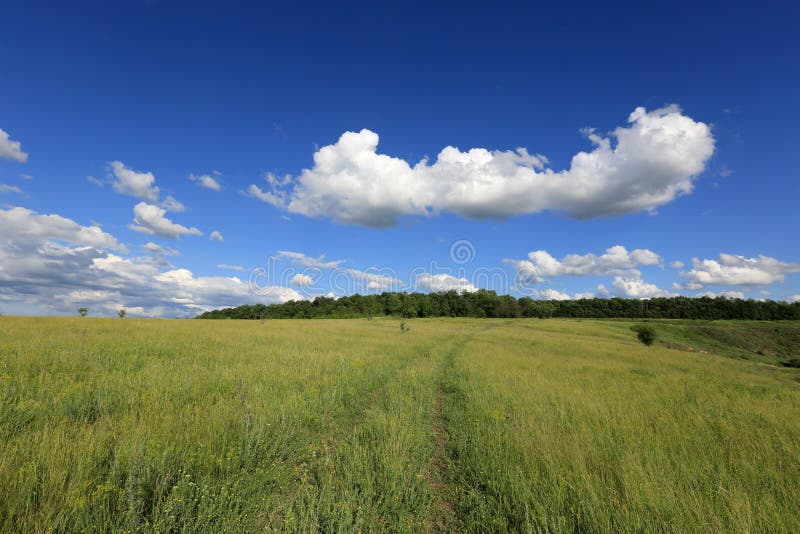 Лето в степи стоковое фото. изображение насчитывающей равнина - 31296880