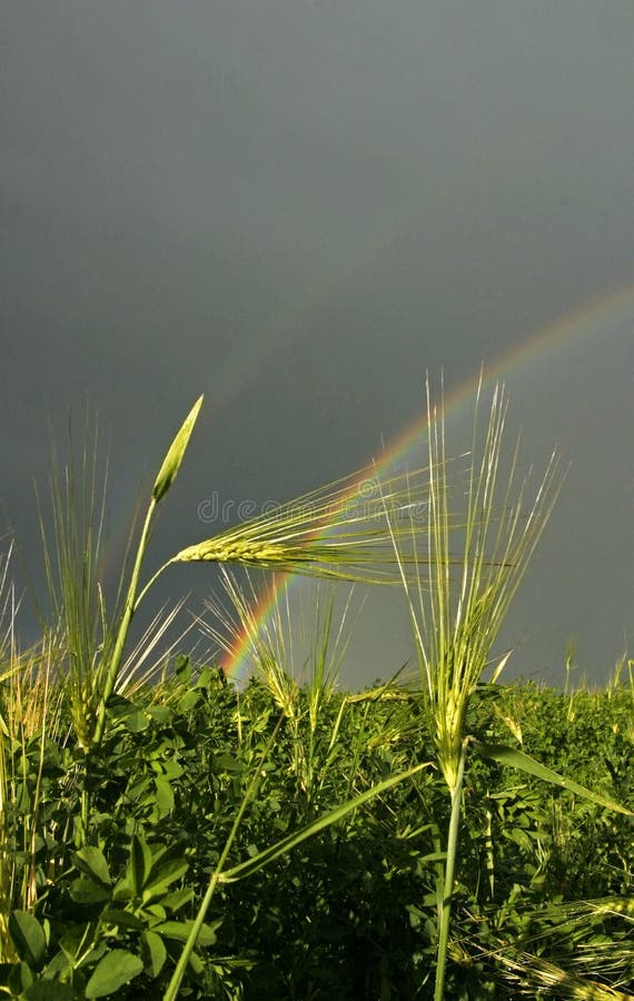 лето шторма неба радуги травы поля