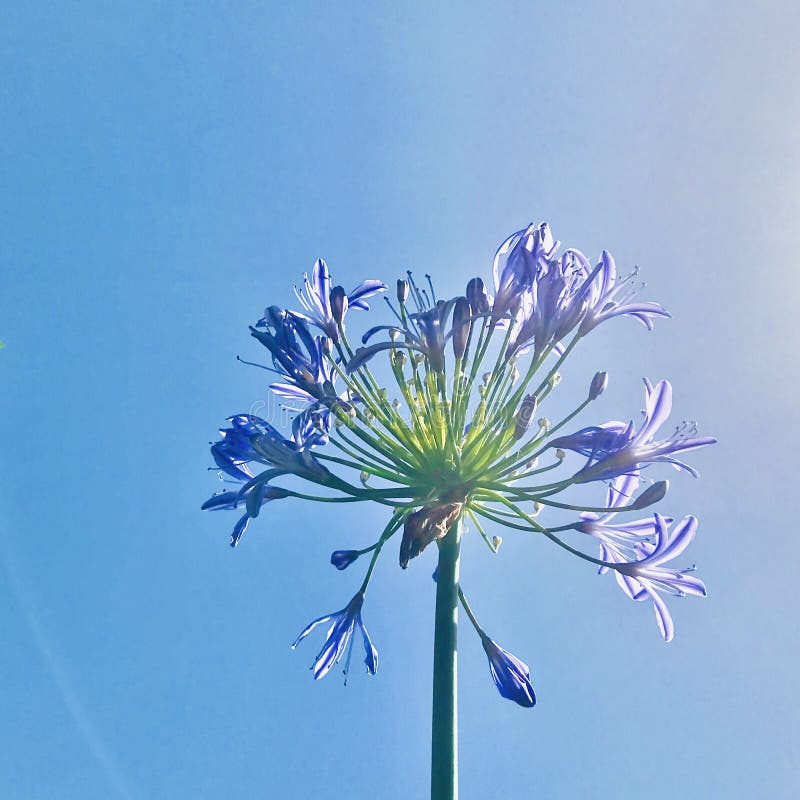 Лили голубого зонтик africanus agapanthus голубой Нил. На фоне голубого неба.. стоковое фото rf