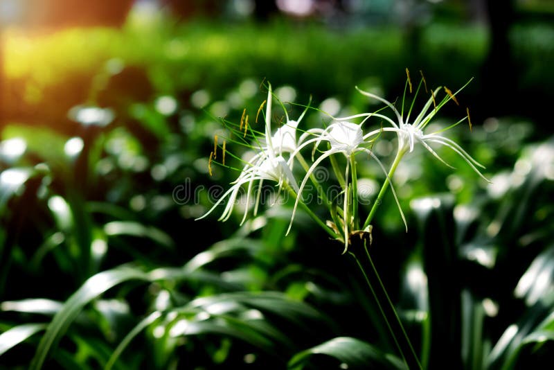 Лилия Crinum или лилия накидки цветок в саде, asiaticum Crinum стоковое изображение rf Лилия Crinum или лилия накидки цветок в саде, asiaticum Crinum стоковое изображение rf