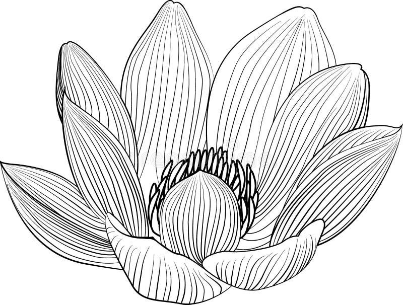 Линия иллюстрация цветка лотоса Lineart Предпосылка вектора абстрактная черно-белая флористическая иллюстрация штока Линия иллюстрация цветка лотоса Lineart Предпосылка вектора абстрактная черно-белая флористическая иллюстрация штока