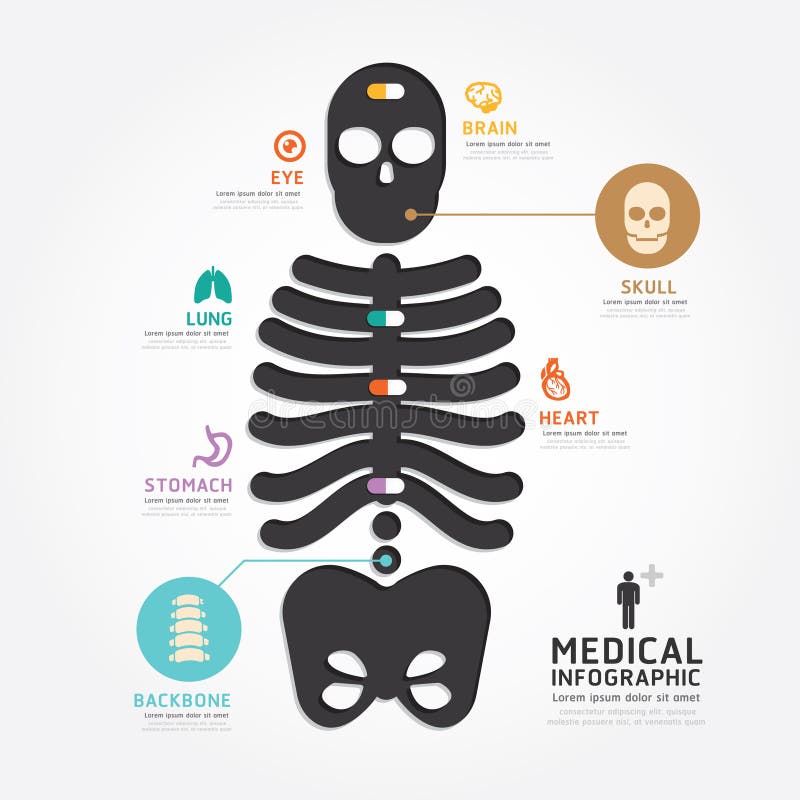Линия стиль проектной схемы косточки черепа вектора Infographics медицинская иллюстрация штока Линия стиль проектной схемы косточки черепа вектора Infographics медицинская иллюстрация штока