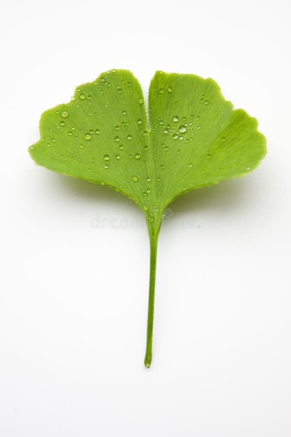 Ginkgo leaf with water drops on a white background. Ginkgo leaf with water drops on a white background