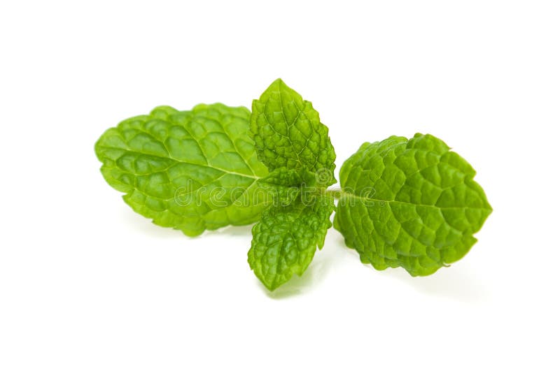 A peppermint leaf on white background. A peppermint leaf on white background