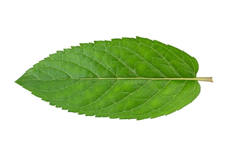 Peppermint leaf closeup isolated on white background. Peppermint leaf closeup isolated on white background