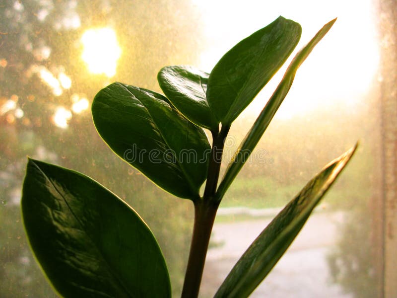 Лист цветка завода дома zamiofolia Zamioculcas на фото предпосылки блеска солнца дождевых капель стекла окна сухом стоковые фотографии rf
