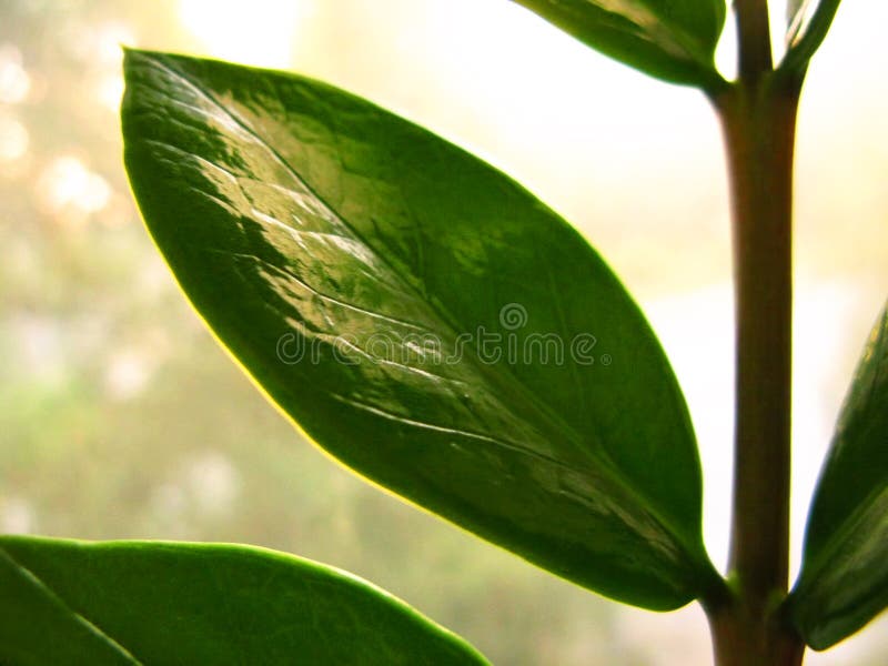 Лист цветка завода дома zamiofolia Zamioculcas на фото предпосылки блеска солнца дождевых капель стекла окна сухом стоковые изображения rf