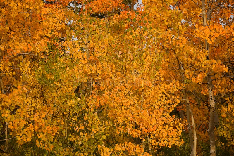 Aspens Orange-Green Foliage In Sunshine In Colorado. Aspens Orange-Green Foliage In Sunshine In Colorado