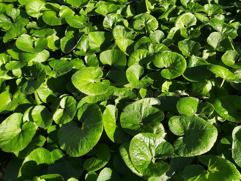 Листве canadense asarum или имбиря Канады дикого в парке. стоковое изображение