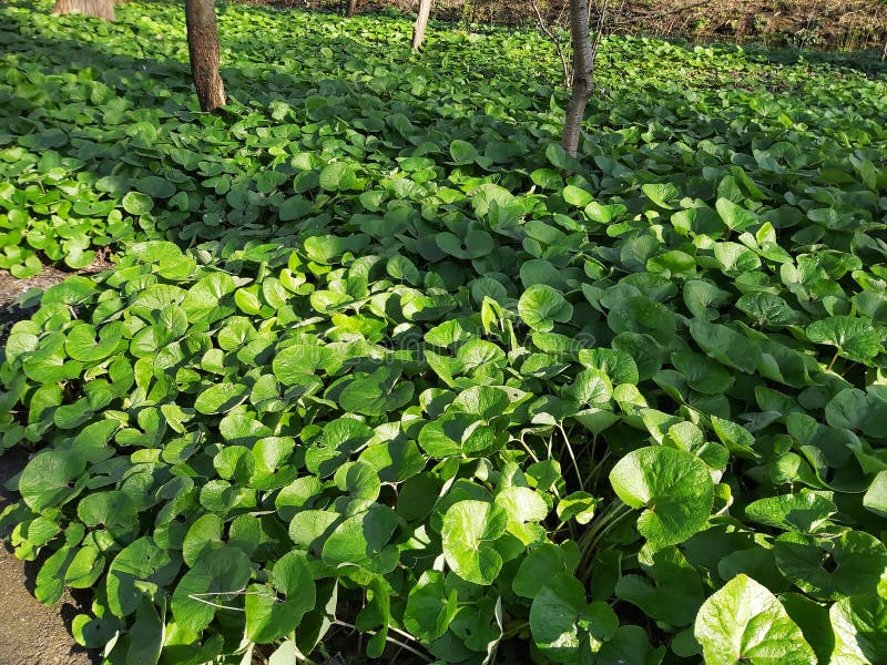 Листве canadense asarum или имбиря Канады дикого в парке. стоковые изображения