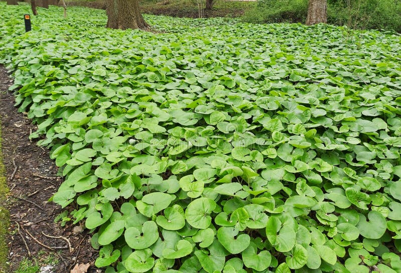 Листве canadense asarum или имбиря Канады дикого в парке. стоковое изображение