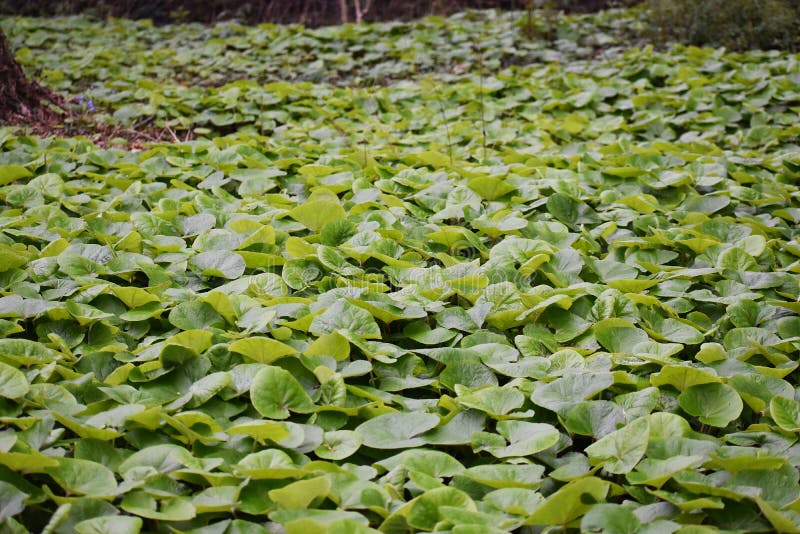 Листве canadense asarum или имбиря Канады дикого в парке. стоковые фото