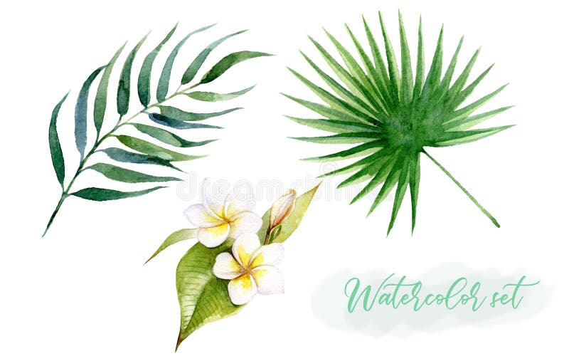 Листья акварели тропические установили с plumeria цветков на белой предпосылке бесплатная иллюстрация Листья акварели тропические установили с plumeria цветков на белой предпосылке бесплатная иллюстрация