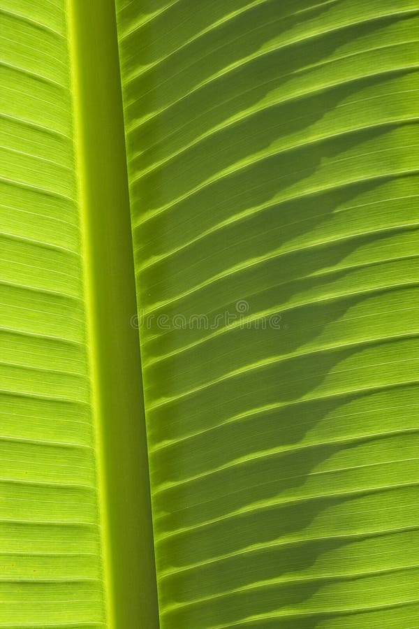 A close up of a banana leaf, with the sun shining through it. It has a tropical feel to it. A close up of a banana leaf, with the sun shining through it. It has a tropical feel to it.