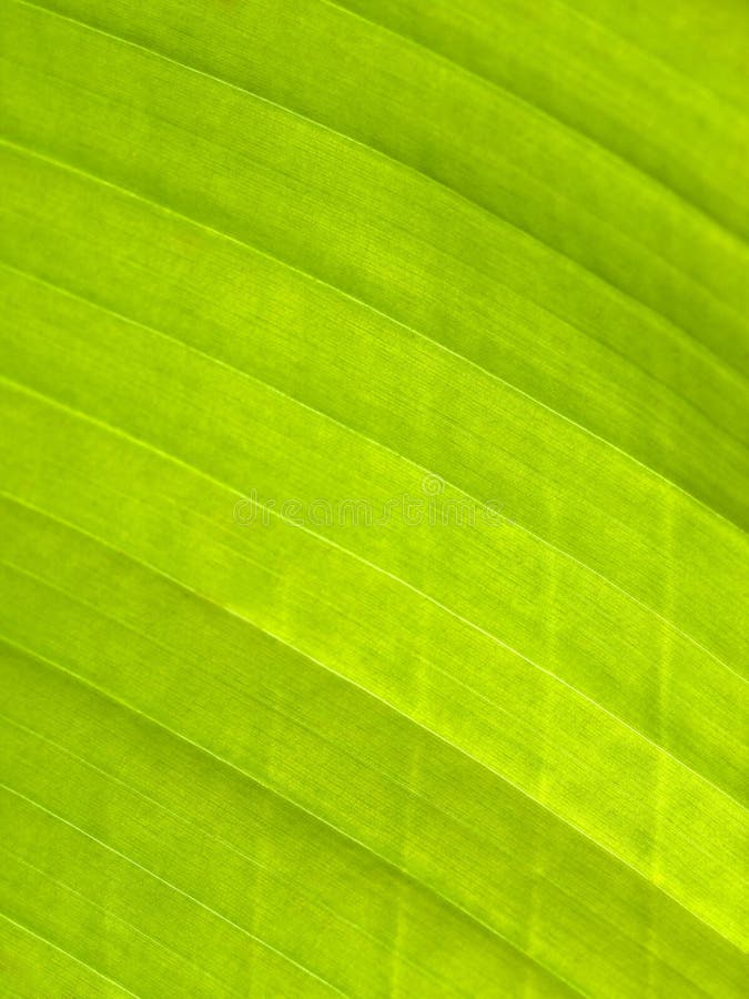 Macro of a banana leaf back lit. Macro of a banana leaf back lit