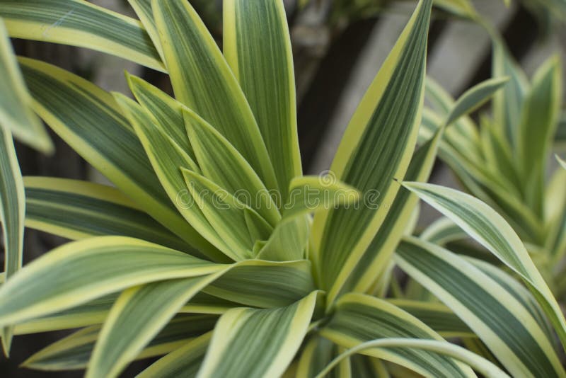 Листья зеленого цвета Dracaena закрывают вверх для предпосылки стоковое изображение Листья зеленого цвета Dracaena закрывают вверх для предпосылки стоковое изображение