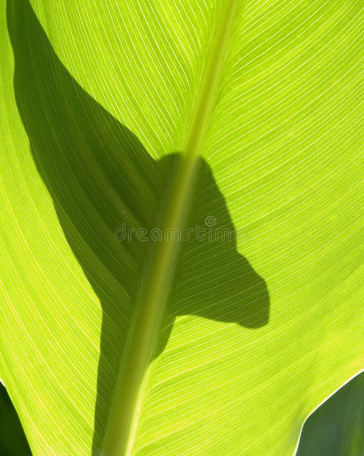 Leave between camera and the sun shown detail like geography. Leave between camera and the sun shown detail like geography