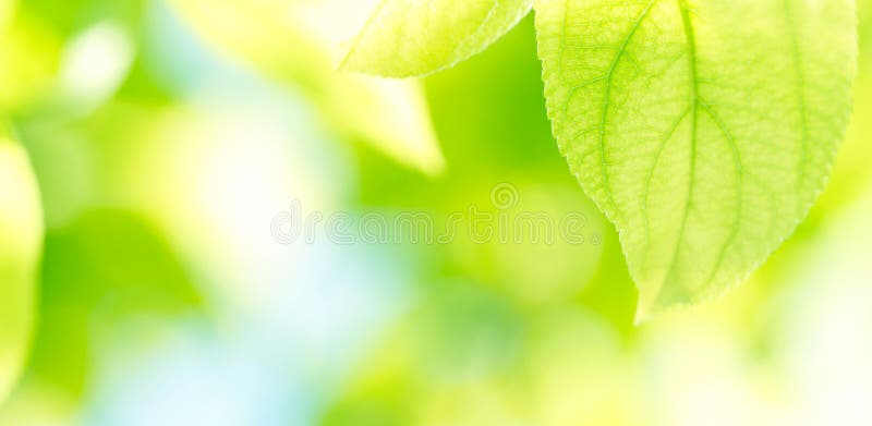 Green leaves background in sunny day. Green leaves background in sunny day