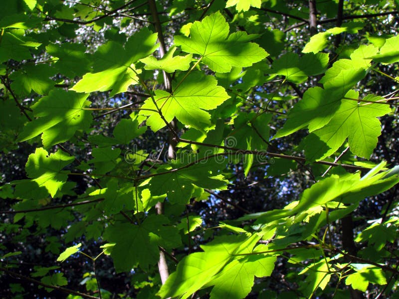 листья зеленого цвета пущи