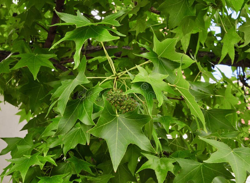 Листья и плодоовощ дерева sweetgum стоковые изображения Листья и плодоовощ дерева sweetgum стоковые изображения