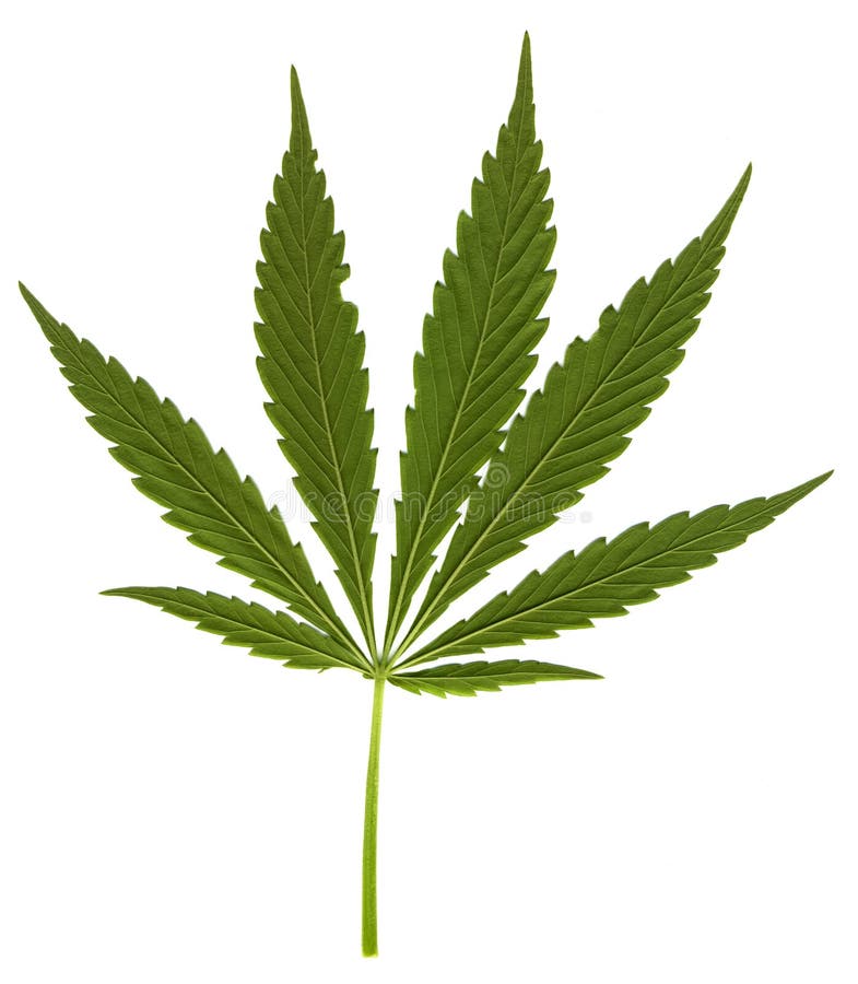 Листья конопли помогают как вредит марихуана