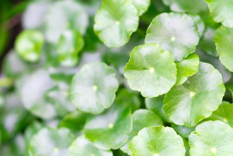 Листья крупного плана kola Gotu, азиатского pennywort, индийского pennywort со светом солнца, травы и медицинской концепции, выбо стоковые фото Листья крупного плана kola Gotu, азиатского pennywort, индийского pennywort со светом солнца, травы и медицинской концепции, выбо стоковые фото