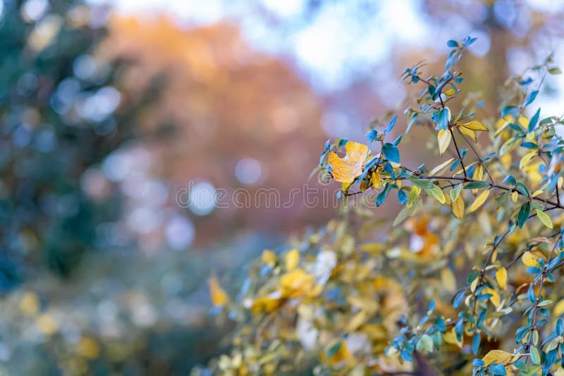 Листья осени желтые на кустарнике в парке Предпосылка и bokeh природы красивые запачканные r o r стоковые изображения rf Листья осени желтые на кустарнике в парке Предпосылка и bokeh природы красивые запачканные r o r стоковые изображения rf