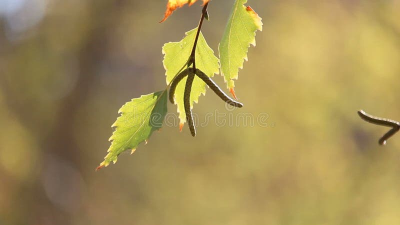 Листья осенней березы