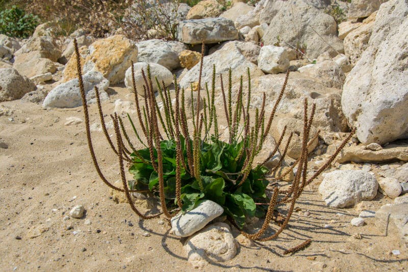Листья подорожника цветковое растение зеленого пляжа белые broadleaf подорожника укомплектовывает личным составом траву природы за стоковые фото