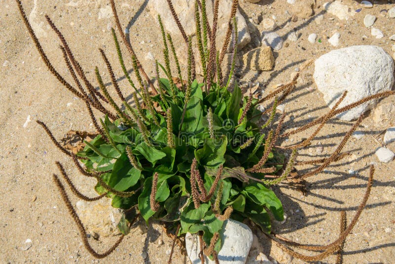 Листья подорожника цветковое растение зеленого пляжа белые broadleaf подорожника укомплектовывает личным составом траву природы за стоковые изображения