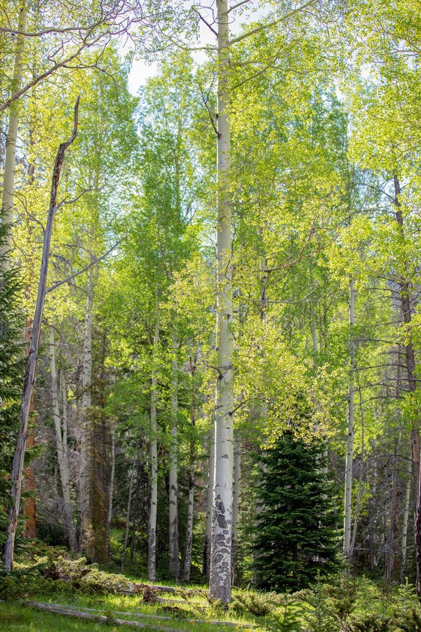 Листья уединенного дерева Aspen красивые с Солнцем накаляя на сочную траву в национальном парке скалистой горы стоковая фотография Листья уединенного дерева Aspen красивые с Солнцем накаляя на сочную траву в национальном парке скалистой горы стоковая фотография