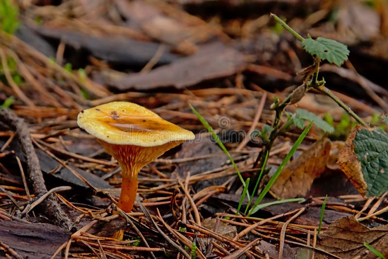 Ложный гриб на поле леса - aurantiaca лисички Hygrophoropsis стоковые изображения rf Ложный гриб на поле леса - aurantiaca лисички Hygrophoropsis стоковые изображения rf