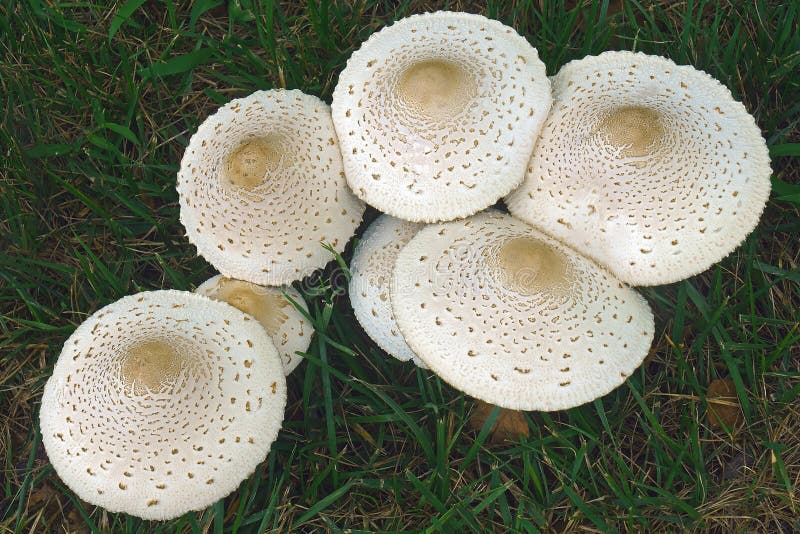 Ложный гриб парасоля стоковое фото. изображение насчитывающей природа .