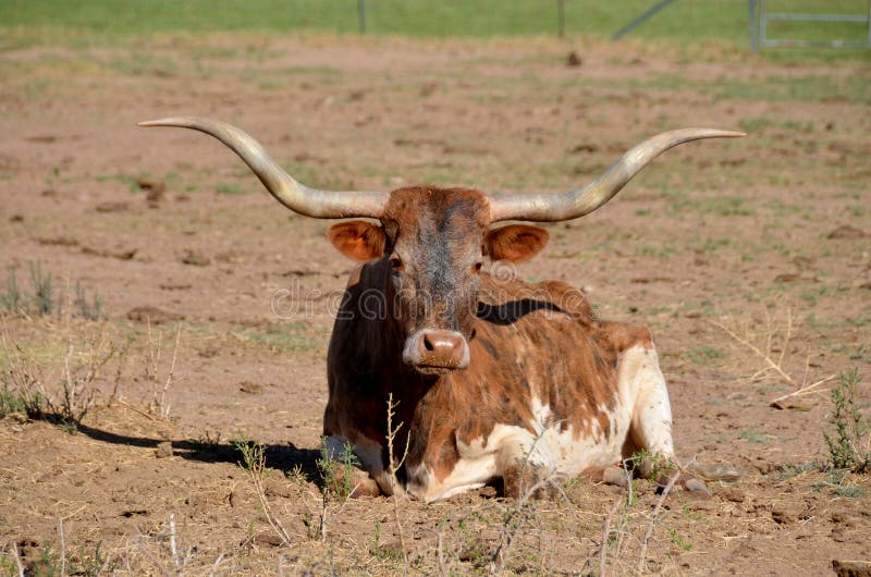 The Texas Longhorn is a breed of cattle known for its characteristic horns, which can extend to 7 ft (2.1 m)[1] tip to tip for steers and exceptional cows. The Texas Longhorn is a breed of cattle known for its characteristic horns, which can extend to 7 ft (2.1 m)[1] tip to tip for steers and exceptional cows.