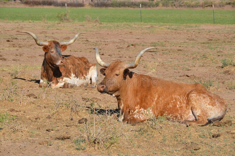 The Texas Longhorn is a breed of cattle known for its characteristic horns, which can extend to 7 ft (2.1 m)[1] tip to tip for steers and exceptional cows. The Texas Longhorn is a breed of cattle known for its characteristic horns, which can extend to 7 ft (2.1 m)[1] tip to tip for steers and exceptional cows.