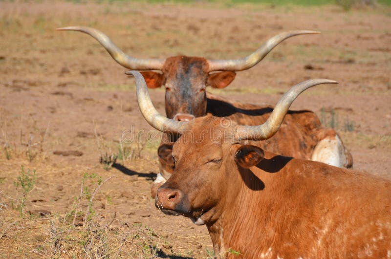 The Texas Longhorn is a breed of cattle known for its characteristic horns, which can extend to 7 ft (2.1 m)[1] tip to tip for steers and exceptional cows. The Texas Longhorn is a breed of cattle known for its characteristic horns, which can extend to 7 ft (2.1 m)[1] tip to tip for steers and exceptional cows.