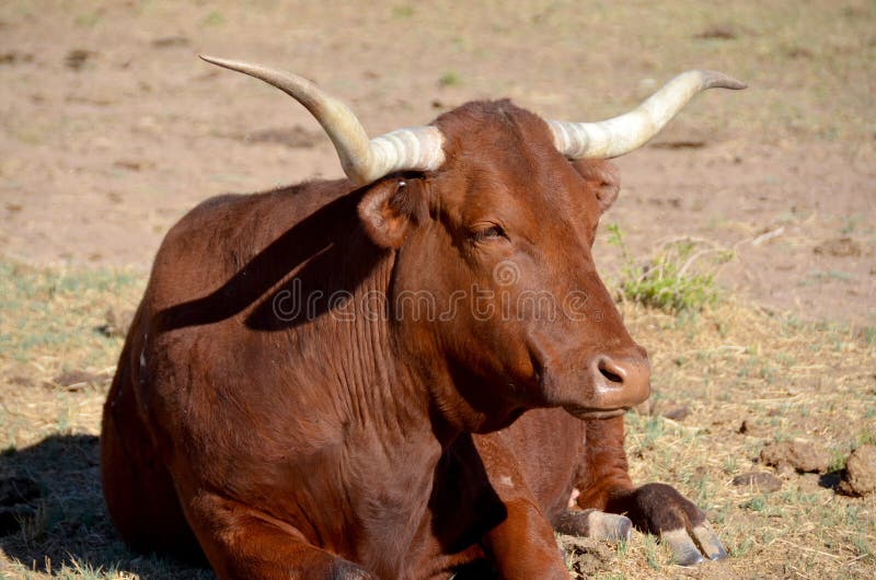 The Texas Longhorn is a breed of cattle known for its characteristic horns, which can extend to 7 ft (2.1 m)[1] tip to tip for steers and exceptional cows. The Texas Longhorn is a breed of cattle known for its characteristic horns, which can extend to 7 ft (2.1 m)[1] tip to tip for steers and exceptional cows.