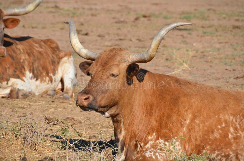 The Texas Longhorn is a breed of cattle known for its characteristic horns, which can extend to 7 ft (2.1 m)[1] tip to tip for steers and exceptional cows. The Texas Longhorn is a breed of cattle known for its characteristic horns, which can extend to 7 ft (2.1 m)[1] tip to tip for steers and exceptional cows.