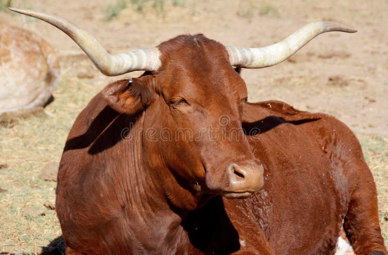 The Texas Longhorn is a breed of cattle known for its characteristic horns, which can extend to 7 ft (2.1 m)[1] tip to tip for steers and exceptional cows. The Texas Longhorn is a breed of cattle known for its characteristic horns, which can extend to 7 ft (2.1 m)[1] tip to tip for steers and exceptional cows.