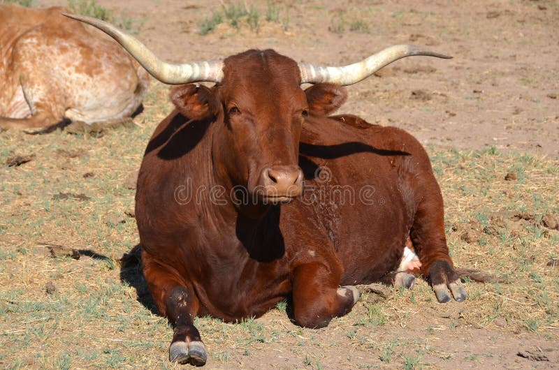 The Texas Longhorn is a breed of cattle known for its characteristic horns, which can extend to 7 ft (2.1 m)[1] tip to tip for steers and exceptional cows. The Texas Longhorn is a breed of cattle known for its characteristic horns, which can extend to 7 ft (2.1 m)[1] tip to tip for steers and exceptional cows.