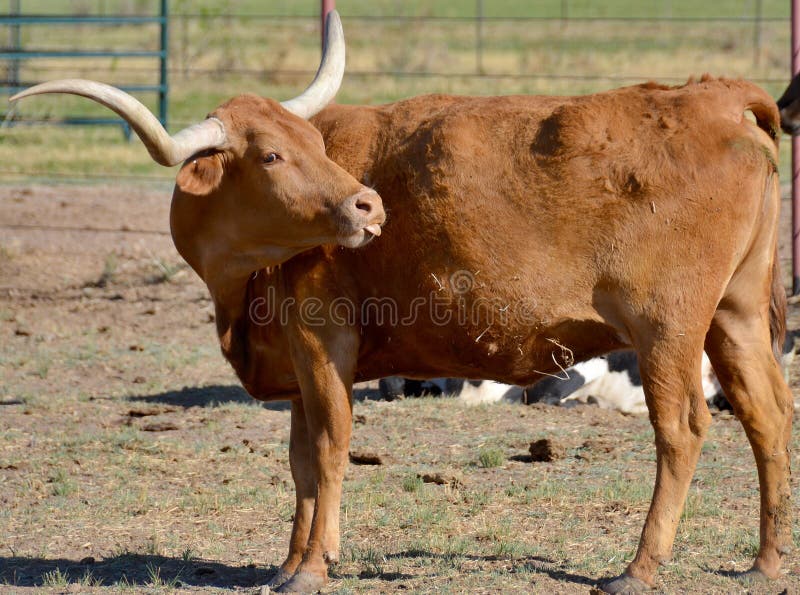 The Texas Longhorn is a breed of cattle known for its characteristic horns, which can extend to 7 ft (2.1 m)[1] tip to tip for steers and exceptional cows. The Texas Longhorn is a breed of cattle known for its characteristic horns, which can extend to 7 ft (2.1 m)[1] tip to tip for steers and exceptional cows.