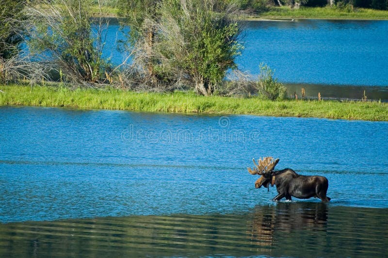 Male moose at Oxbow bend in Grand Teton NP, Wyoming. Male moose at Oxbow bend in Grand Teton NP, Wyoming