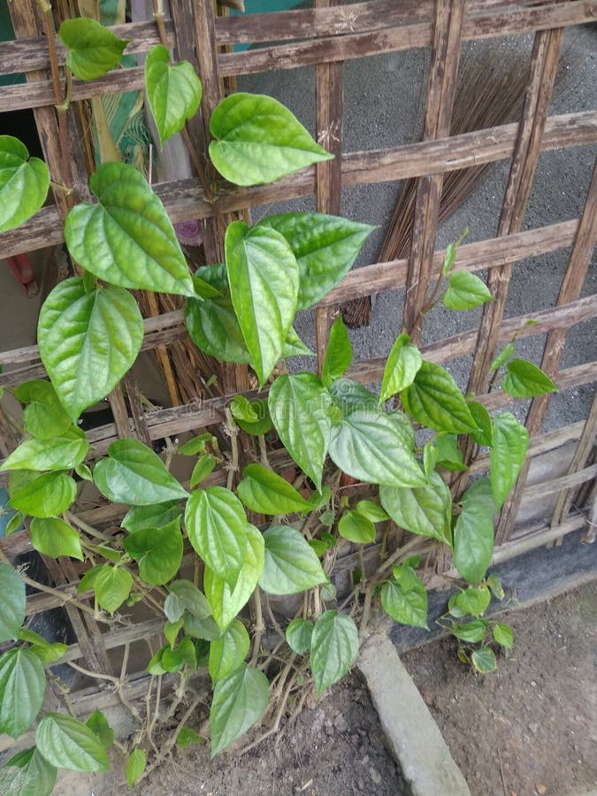 лоток стоковое фото. изображение насчитывающей лоток - 122928136